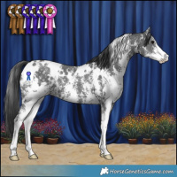 Horse Color:White Spotted Black Sabino