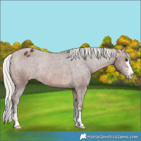 Horse Color:Silver Bay Appaloosa Rabicano 