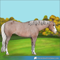 Horse Color:Silver Bay Appaloosa Rabicano