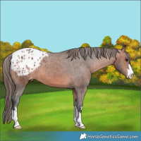 Horse Color:Bay Appaloosa 