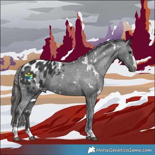 Horse Color:White Spotted Black Appaloosa 