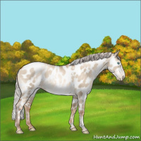 Horse Color:Gray White Spotted Silver Sable Champagne Pearl Dun Tobiano Leopard Rabicano 