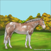 Horse Color:White Spotted Silver Brown Pearl Splash Tobiano Appaloosa 