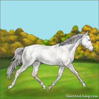 Horse Color:White Spotted Silver Classic Champagne Pearl Dun Appaloosa Rabicano 