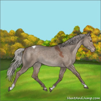 Horse Color:Silver Grullo Tobiano Appaloosa 