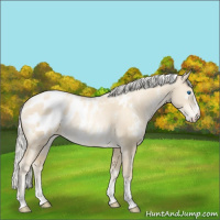 Horse Color:White Spotted Silver Classic Cream Champagne Pearl Dun Splash Tobiano Appaloosa Rabicano