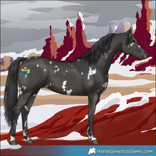 Horse Color:White Spotted Black 