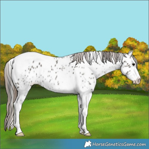 Horse Color:White Spotted Grullo Tobiano Appaloosa Rabicano 