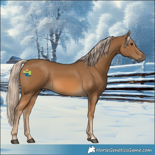 Horse Color:Chocolate Palomino 