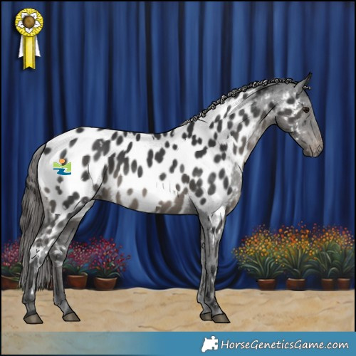 Horse Color:White Spotted Black Appaloosa 