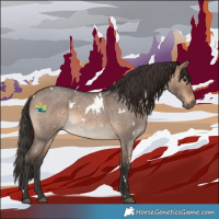 Horse Color:White Spotted Brown Roan Dun 