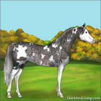 Horse Color:Platinum White Spotted Chocolate Palomino Splash