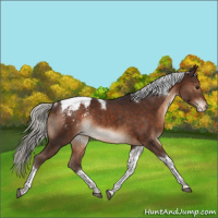 Horse Color:Silver Brown Tobiano Appaloosa Rabicano