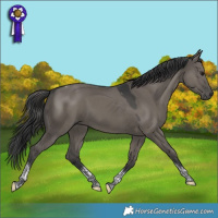 Horse Color:Grullo Tobiano