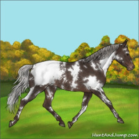 Horse Color:White Spotted Silver Brown Appaloosa Rabicano 