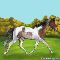 Horse Color:Brown Tobiano Rabicano 