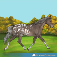 Horse Color:Silver Black Tobiano Near Leopard 