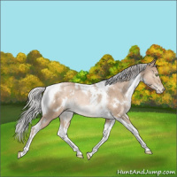 Horse Color:White Spotted Silver Brown Pearl Dun Tobiano Rabicano