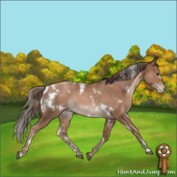 Horse Color:White Spotted Black Pearl Rabicano 