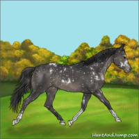 Horse Color:White Spotted Black Tobiano Snowflake VarnishRabicano