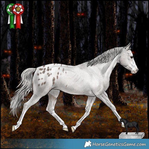 Horse Color:White Spotted Silver Black Appaloosa 