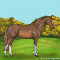 Horse Color:Chestnut 