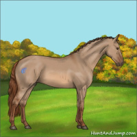 Horse Color:Red Dun 