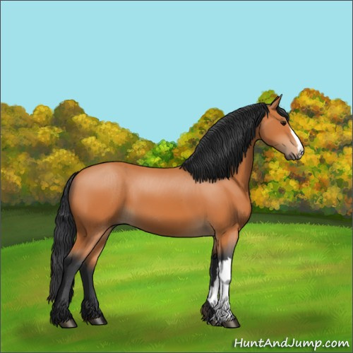 Horse Color:Unknown 