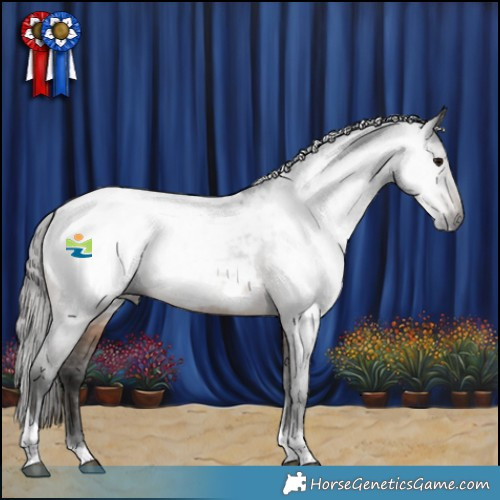 Horse Color:Gray Brown Tobiano Appaloosa 