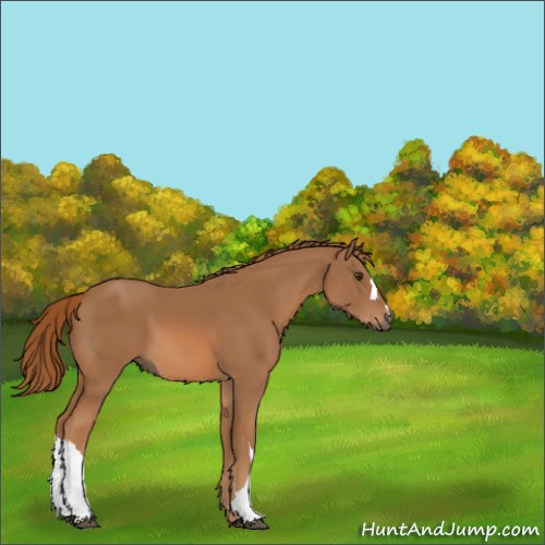 Horse Color:Chestnut 