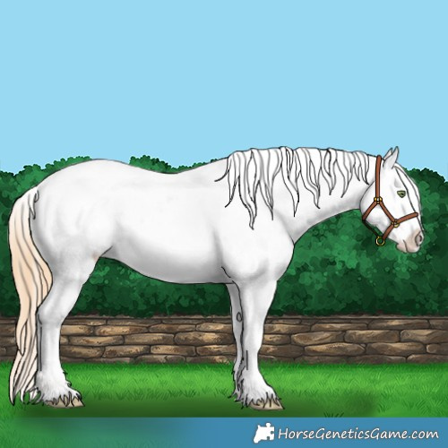 Horse Color:Gold Champagne Dun Appaloosa 