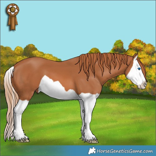Horse Color:Chestnut Splash 