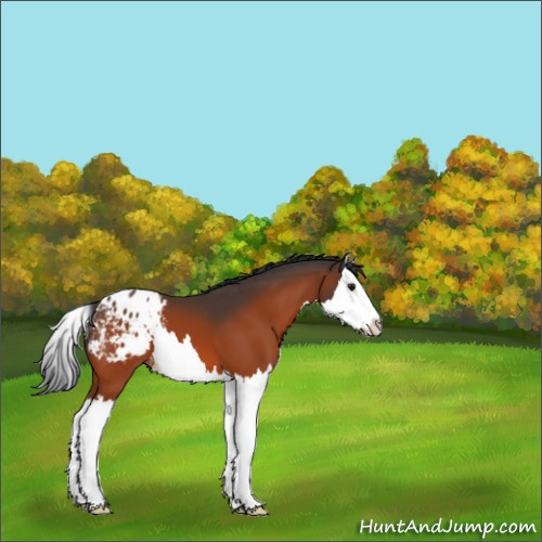 Horse Color:Bay Splash Appaloosa 