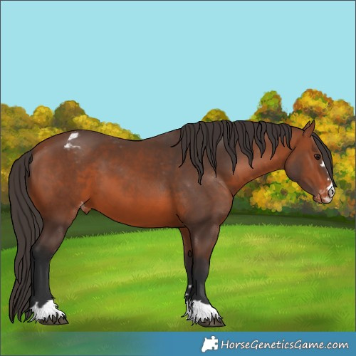 Horse Color:Bay Appaloosa 