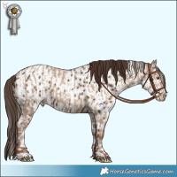 Horse Color:Classic Champagne Dun Rabicano  and Liver Chestnut Near Leopard 