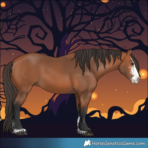 Horse Color:Bay Sabino 