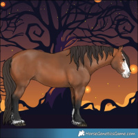 Horse Color:Bay Sabino 