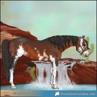 Horse Color:Bay Sabino 