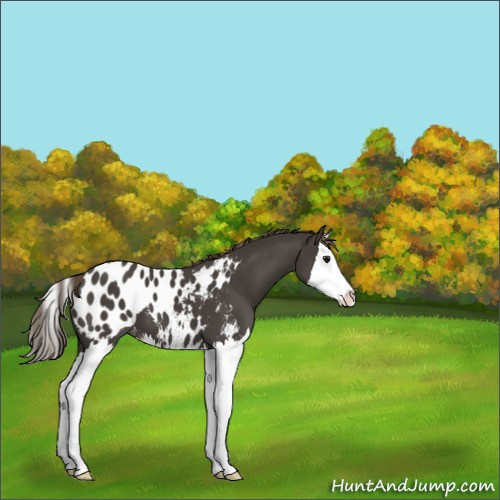 Horse Color:Smoky Black Splash Appaloosa 