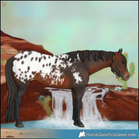 Horse Color:Bay Appaloosa