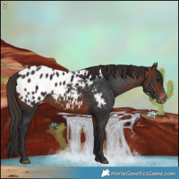 Horse Color:Bay Appaloosa 