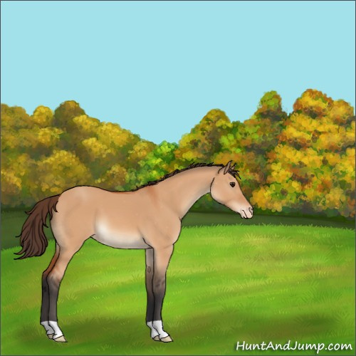Horse Color:Bay Dun Appaloosa 