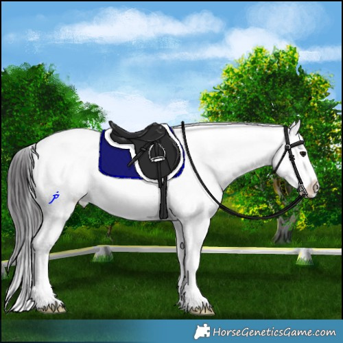 Horse Color:Smoky Blue Roan Sabino Splash 