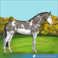 Horse Color:White Spotted Grullo Sabino Splash 