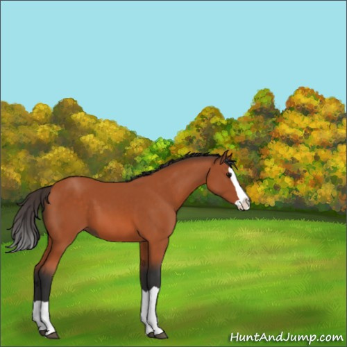 Horse Color:Bay Splash 