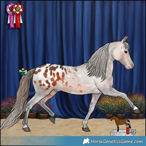 Horse Color:White Spotted Bay Appaloosa Rabicano 