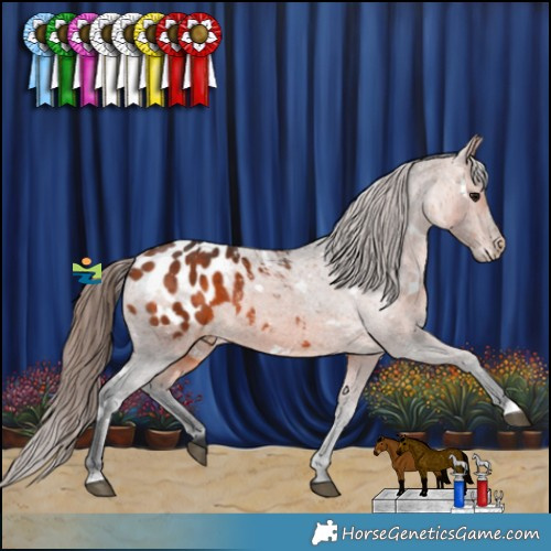 Horse Color:White Spotted Bay Appaloosa Rabicano 