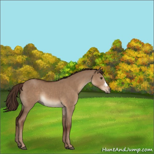 Horse Color:Liver Red Dun 