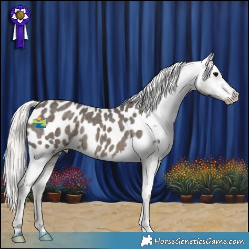 Horse Color:Silver Black Appaloosa 