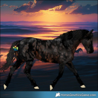 Horse Color:Void White Spotted Brown Blanket Rabicano 